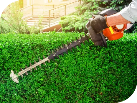 LandServ Pruning